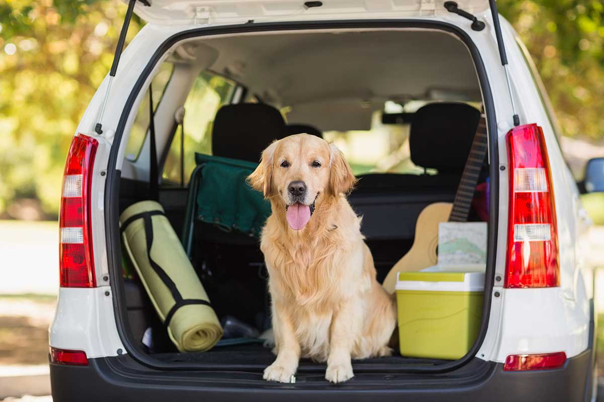 viajar coche animales Cómo viajar en coche de manera segura con animales