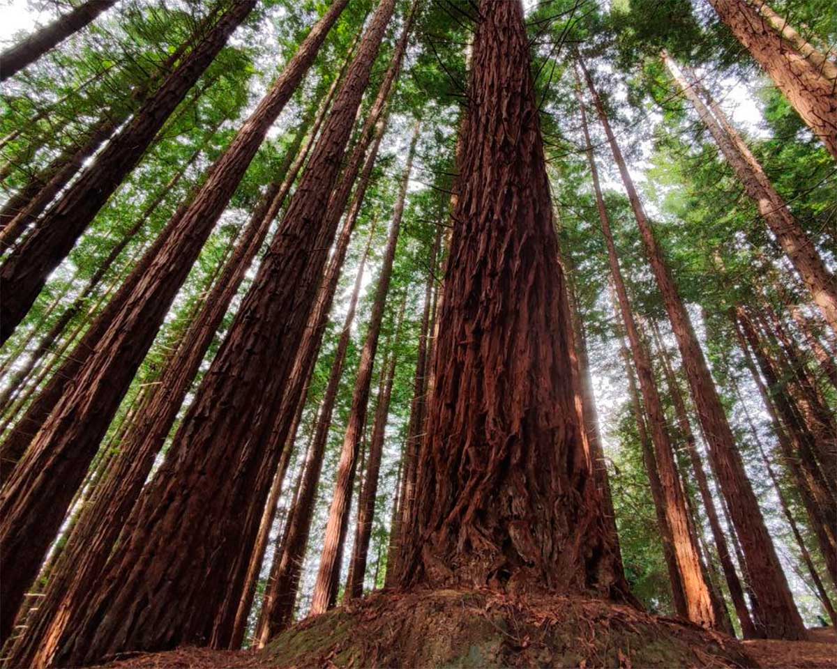 Viaje a Bosques de Secuoyas