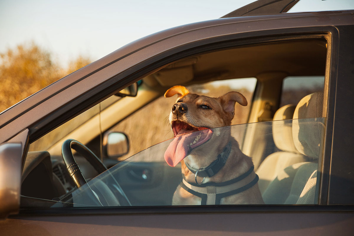 mascota coche multa 500 euros Evita multas de hasta 500 euros por llevar tu mascota indebidamente en el coche